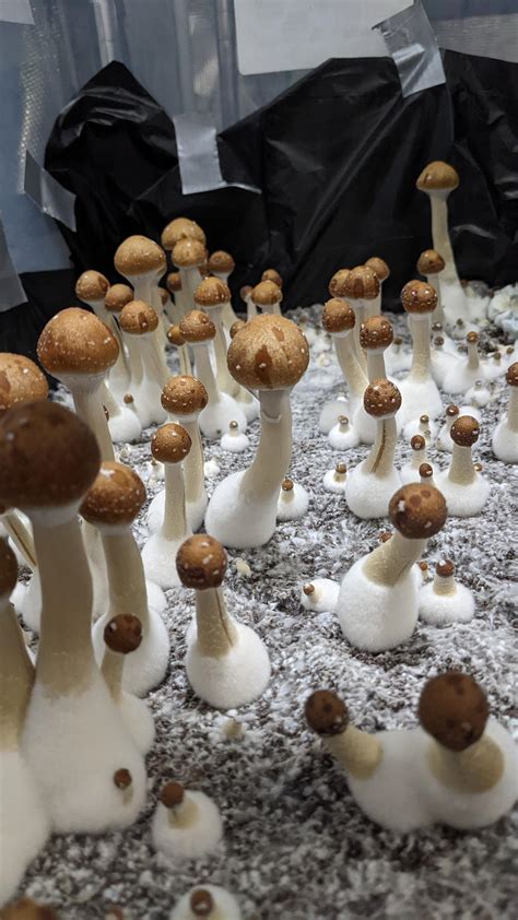 /r/shrooms