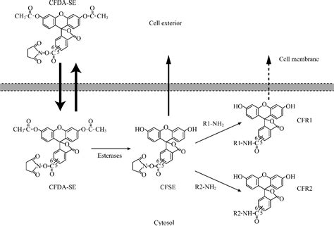 carboxyfluorescein