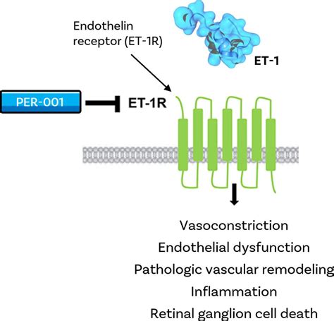 endothelin