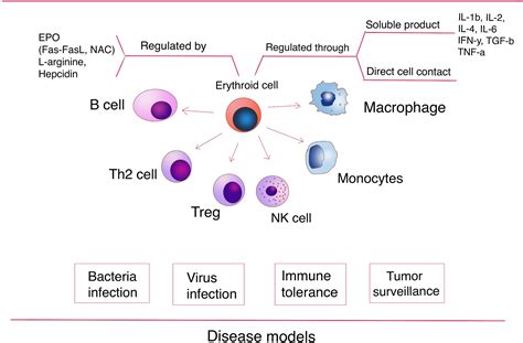 erythroid