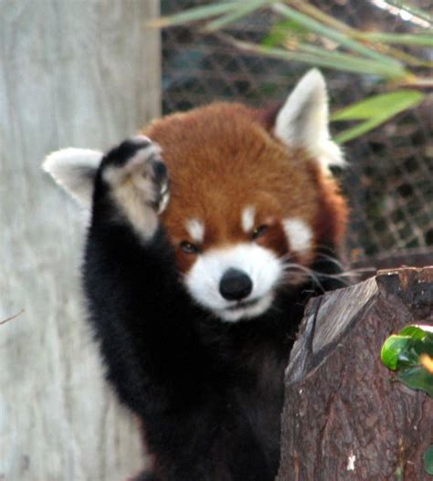 exoticpanda