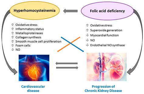 hyperhomocysteinemia