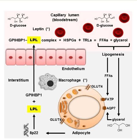 lipoproteinlipase