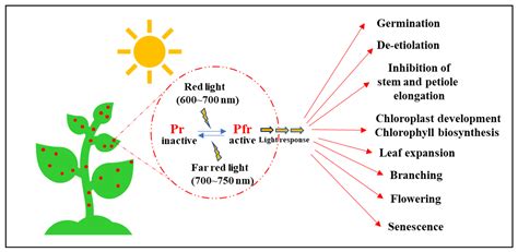 phytochrome