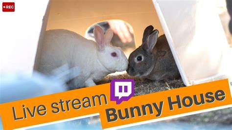 rabbitscam