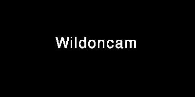 wildoncam